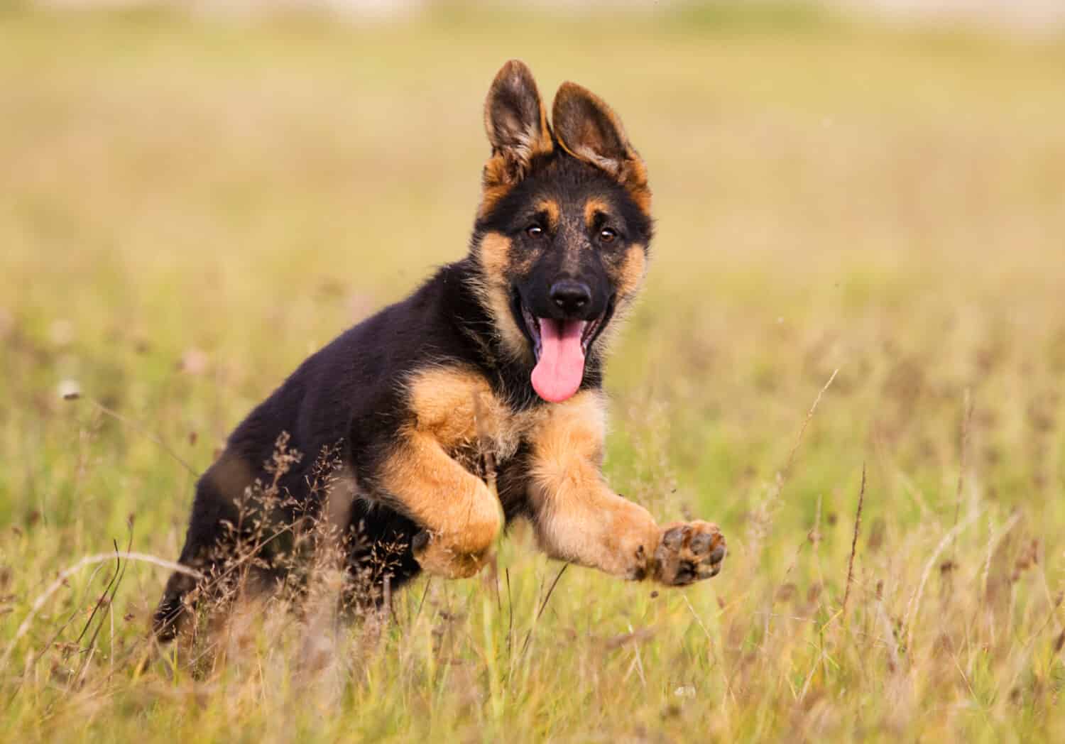 German Shepherd Puppy Runs On The Grass