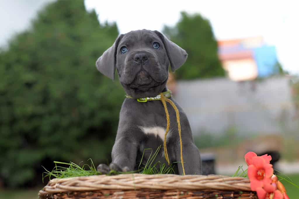 Portrait of sweet silver grey Italian mastiff puppy with beautiful blue eyes