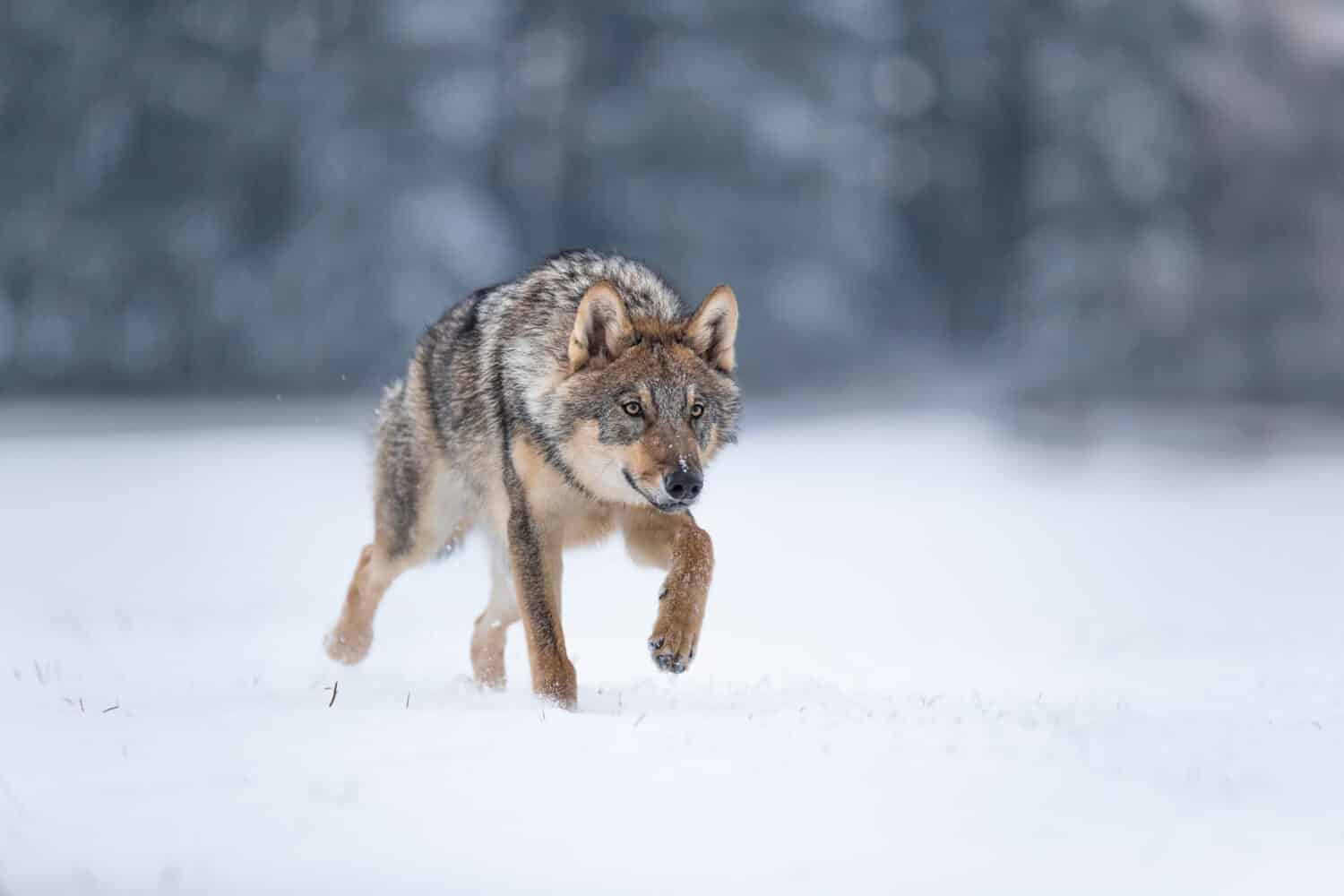 wolf in snow, stalking wolf in snow, wolf running in snow, wolf in winter 