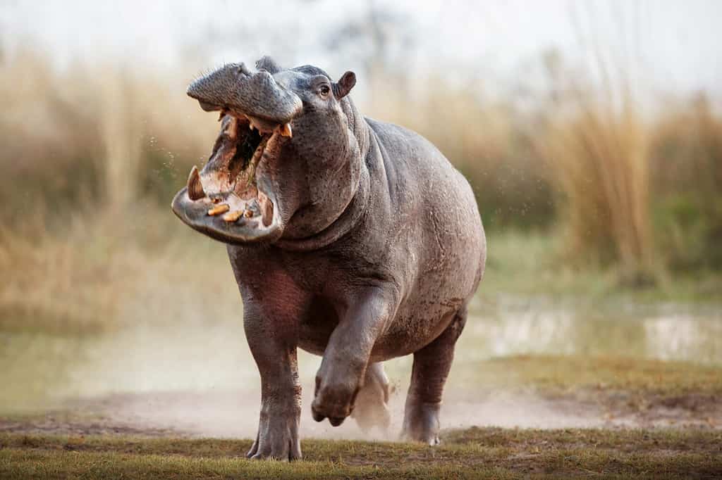 Aggressive hippo male attacking the car. Huge hippo male intimidating the opponent. Wild animal in the nature habitat. African wildlife. This is Africa. Hippopotamus amphibius.