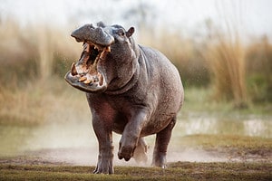 Watch an Angry Hippo Shove a Tiny Zookeeper and ExpelHim From His Enclosure photo