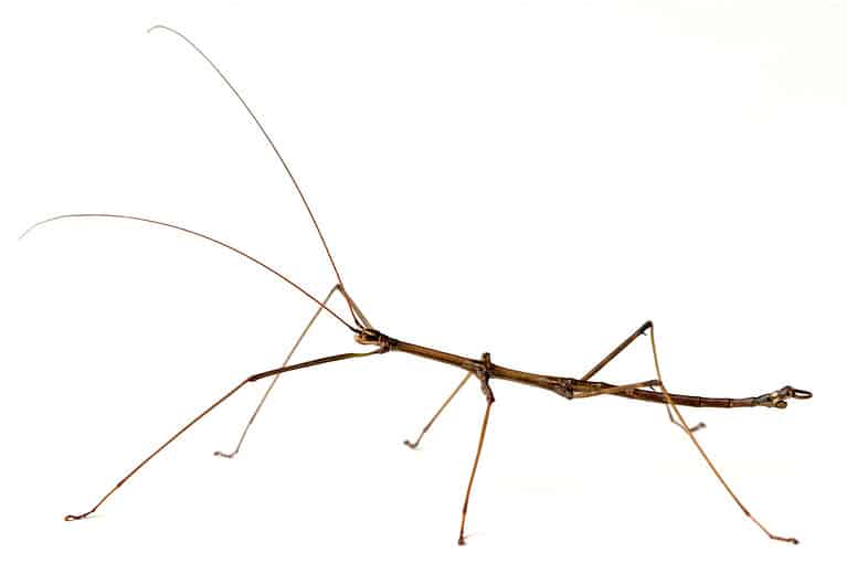 Northern Walkingstick Insect (Diapheromera fermorata)