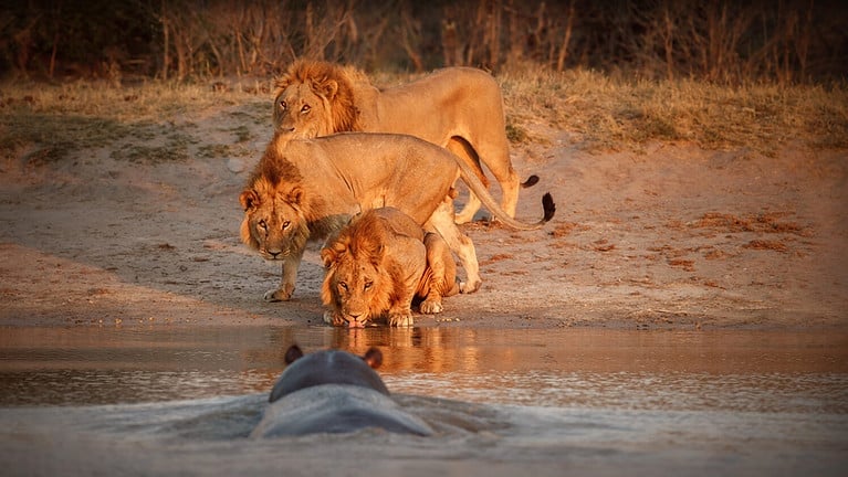 Huge hippo charging at three lion brothers in the evening light. Wild animals in the nature habitat. Lions fight against a hippo.