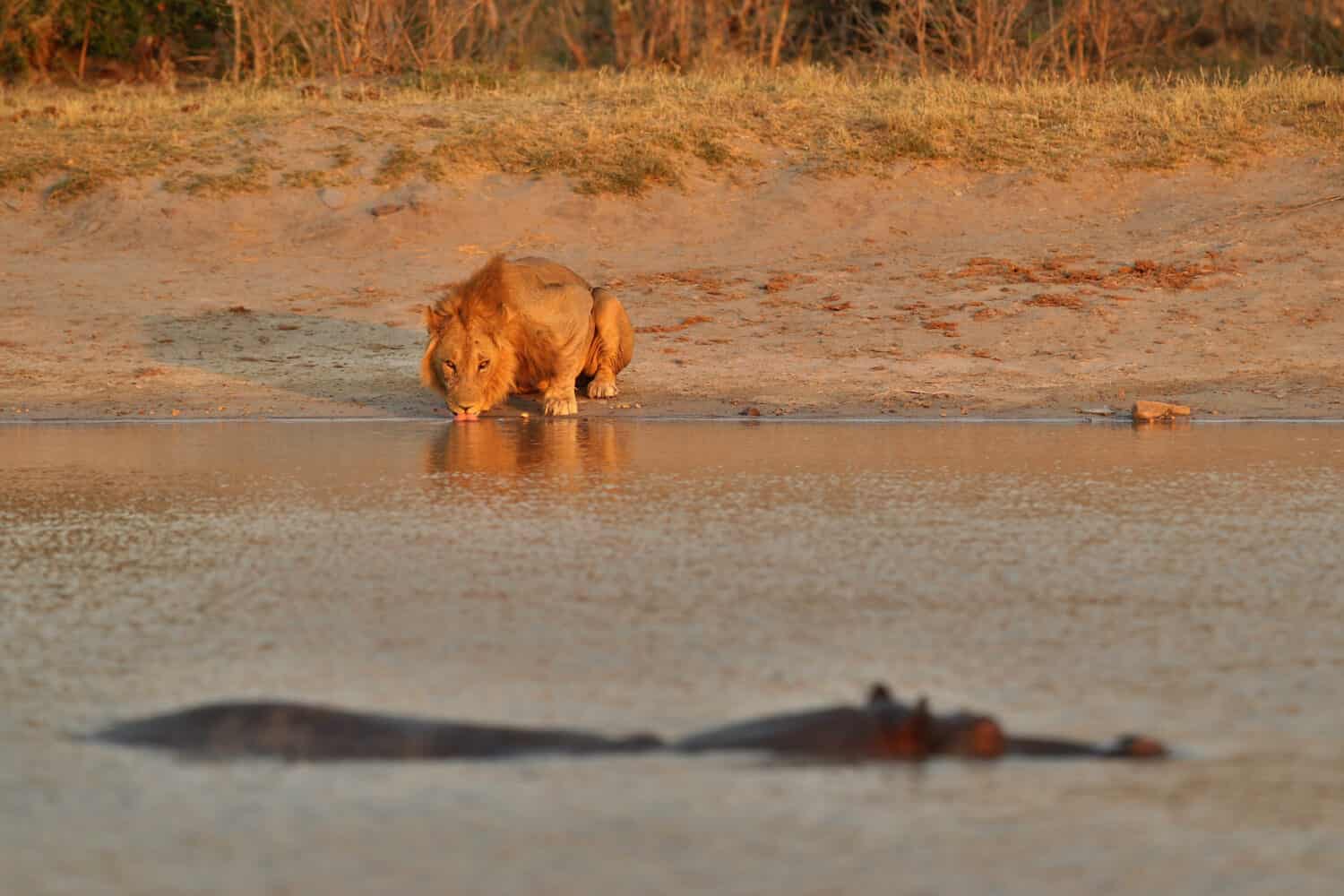 Lions with charging hippo in the evening light. Wild animals in the nature habitat. Lions fight against a hippo. Three lion brothers with hippo.