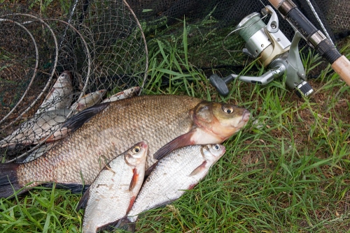 Pile of just taken from the water big freshwater common bream known as bronze bream or carp bream (Abramis brama) and white bream or silver fish known as blicca bjoerkna with fishing rod with reel