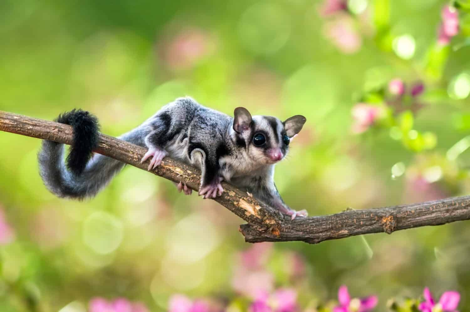 sugar gliders move above the twigs