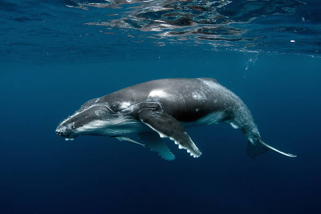 Humpback Whale Calf