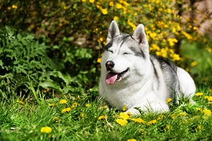 Siberian Husky Pregnancy: Gestation Period, Weekly Milestones, and Care Guide Picture