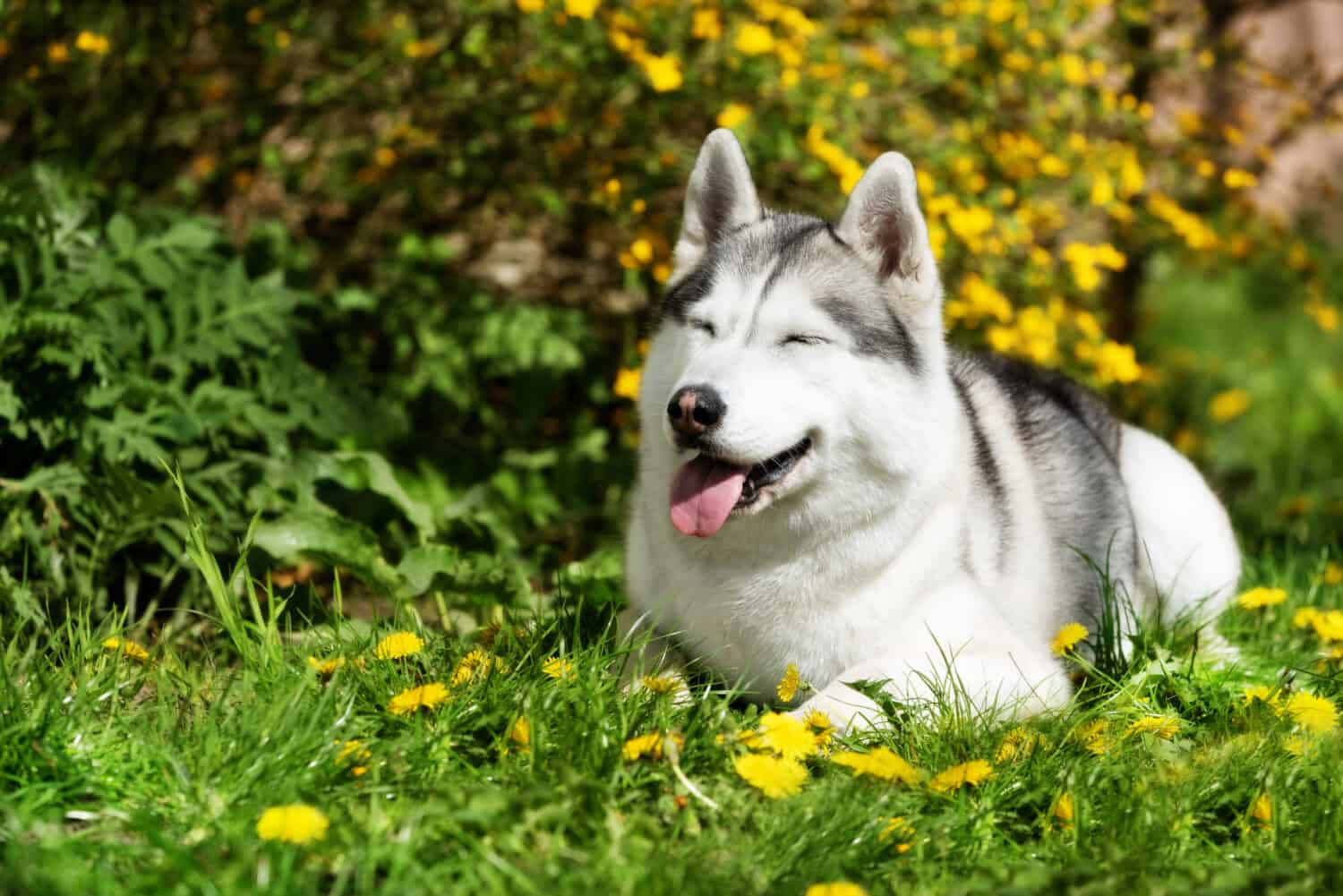 A pregnant mature Siberian husky female dog is lying down on green grass near yellow flowers. There are some dandelions around her. A bitch has grey and white fur, her eyes are closed.