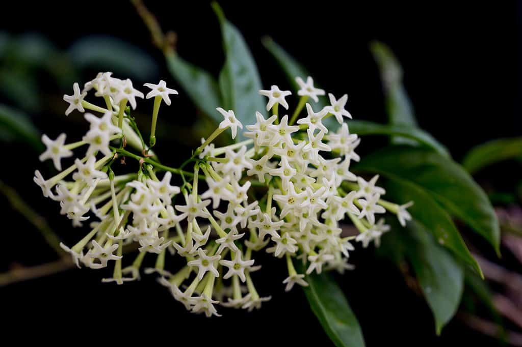 Night -blooming jasmine relaxing scent aka Cestrum Nocturnum