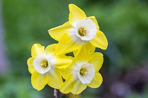 5 Types of Reverse Bicolor Daffodils Picture