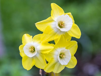 A 5 Types of Reverse Bicolor Daffodils