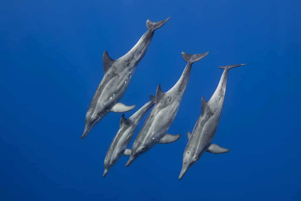 Rough Toothed Dolphins