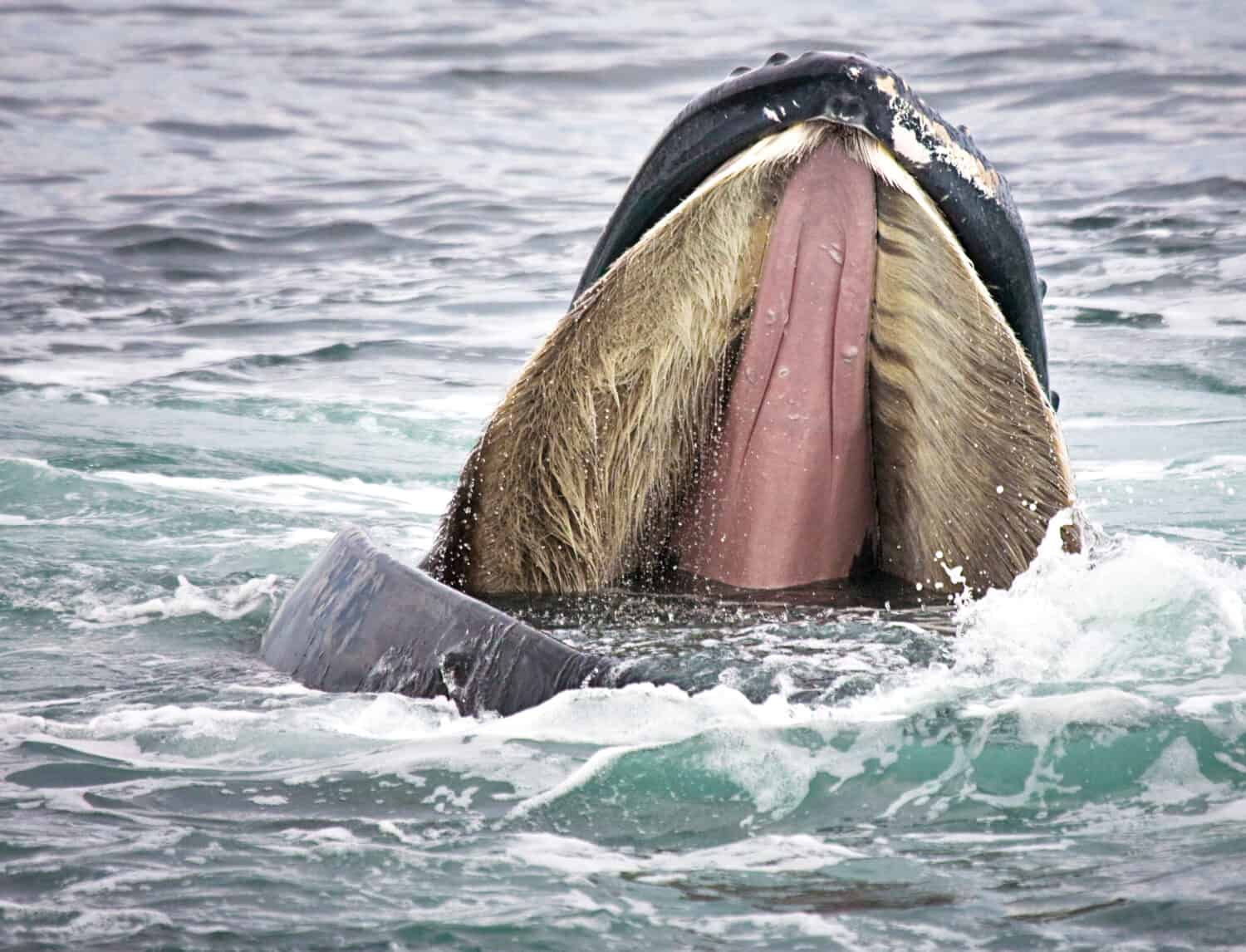 Шерсть у китообразных
