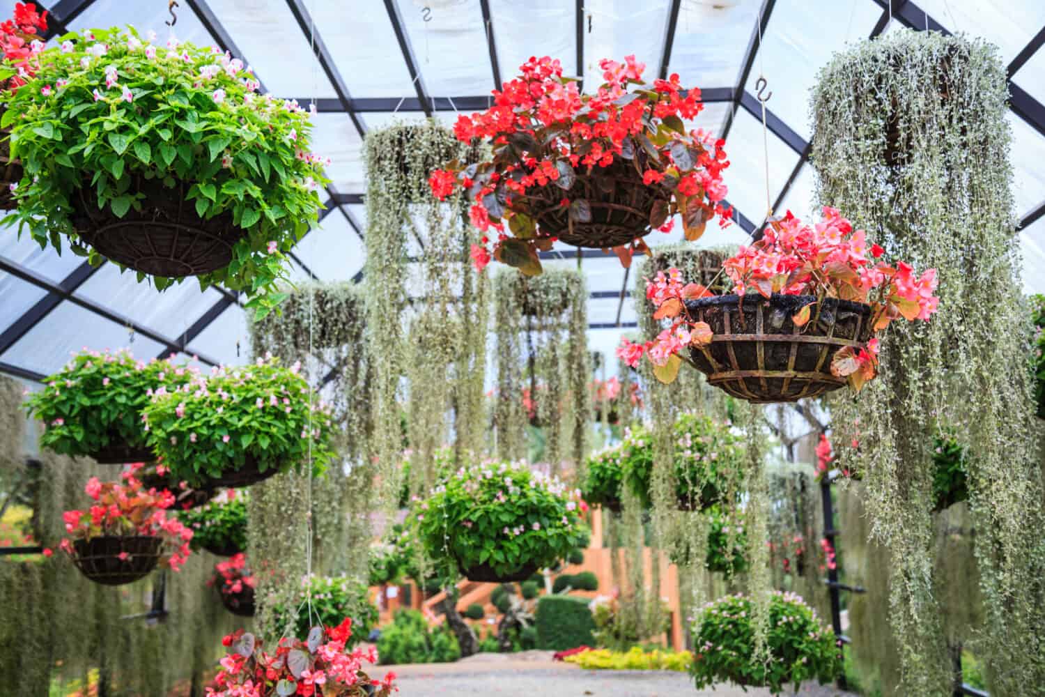 varieties of blooming colorful plants and flowers in hanging flower pot in tropical ornamental indoor garden in natural park. Landscaped Architecture background, home nature decorating design concept