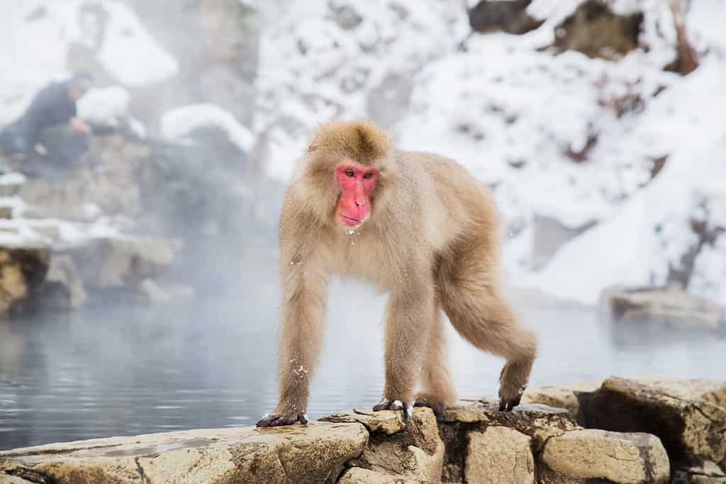 animals, nature and wildlife concept - japanese macaque or snow monkey in hot spring of jigokudani park