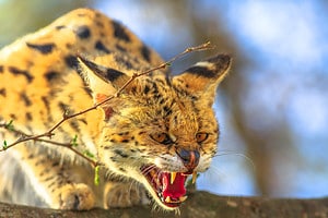 How Dangerous Are Serval Cats? Risks to Humans, Dogs, and More Picture