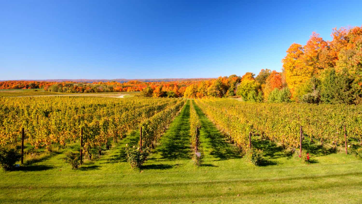 Traverse City, Michigan boasts nearly 40 wineries
