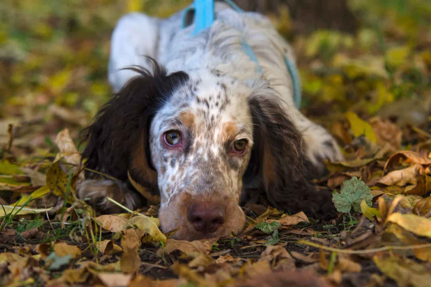 Small English Cocker Spaniel puppy wearing blue harness lies on the ground in sunny autumn park. 