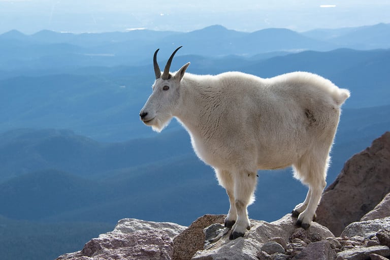 Mountain Goat on Mount Evans, Colorado, USA.