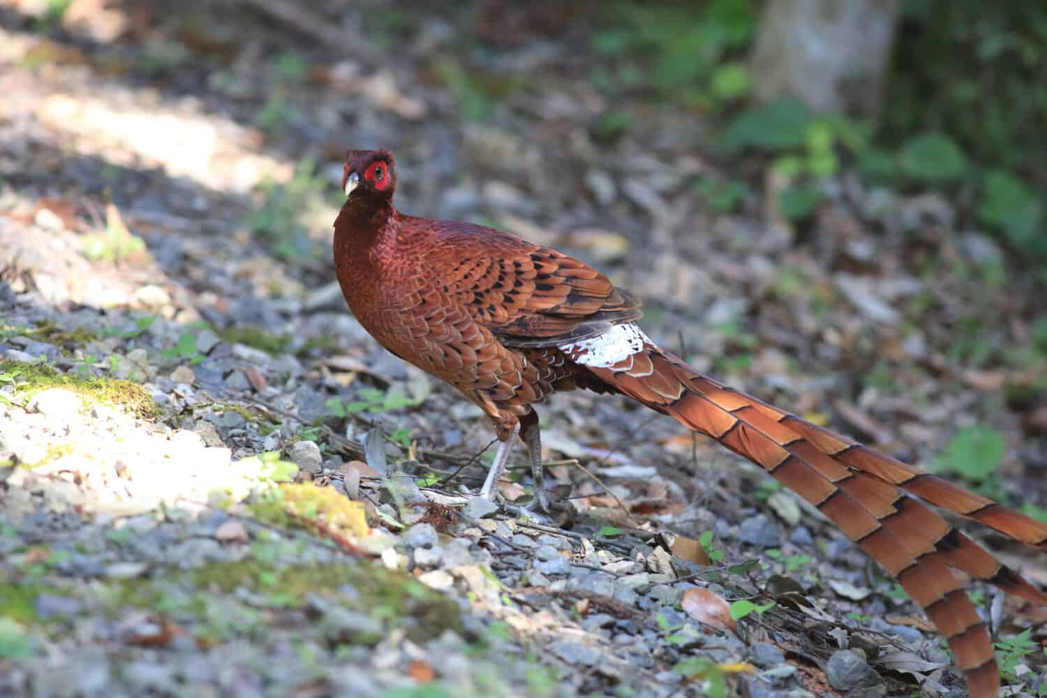 Copper Pheasant (Syrmaticus soemmerringii  ijimae) male in South Kyushu, Japan