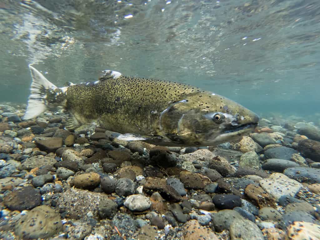 Close-Up of a Chinook Salmon During Spawning