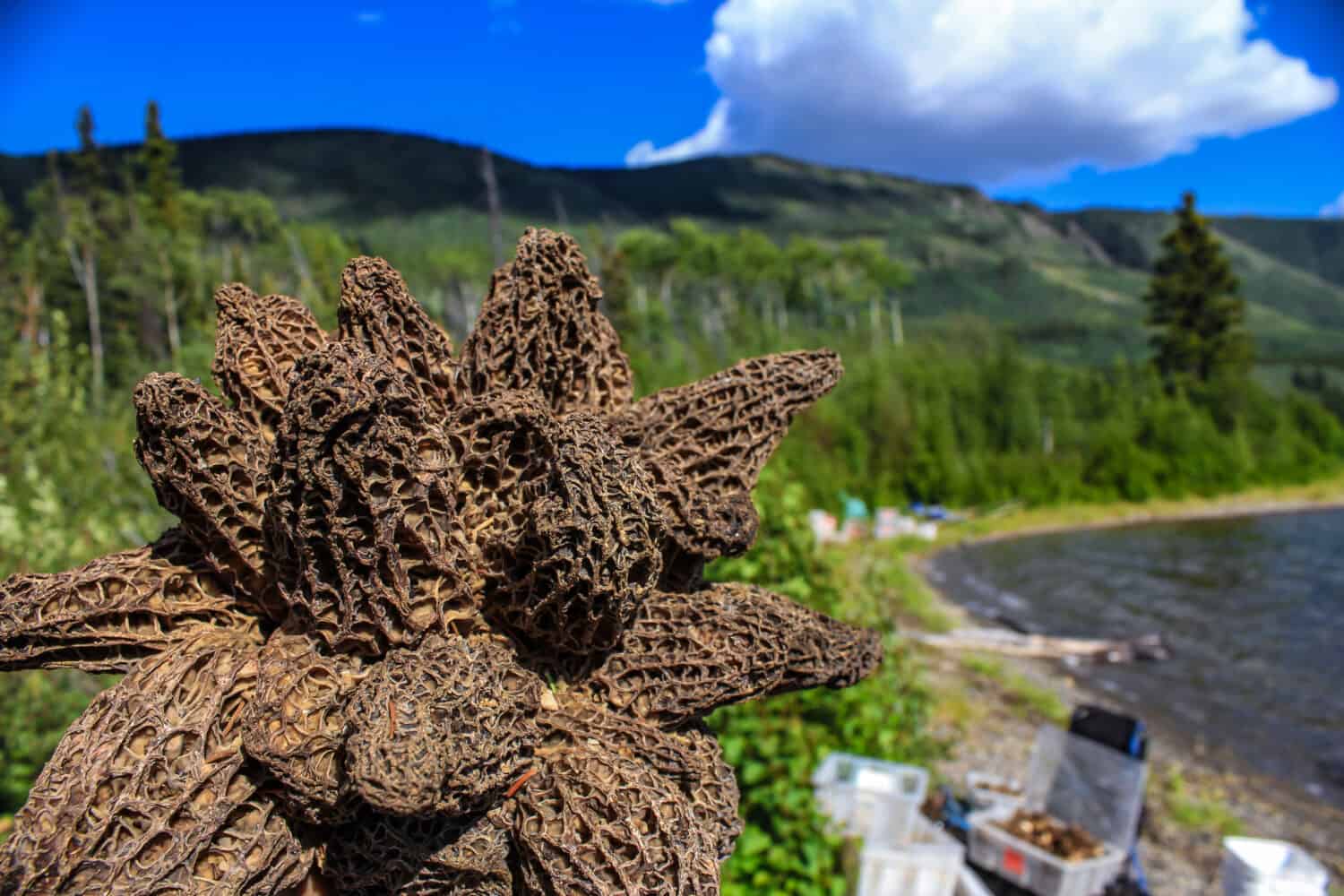 Morel mushroom flower, composed of about 30 individual morel mushroom growing on a single stem - 2/2 - Closeup picture with mountains, forests, blue sky and lake in the background