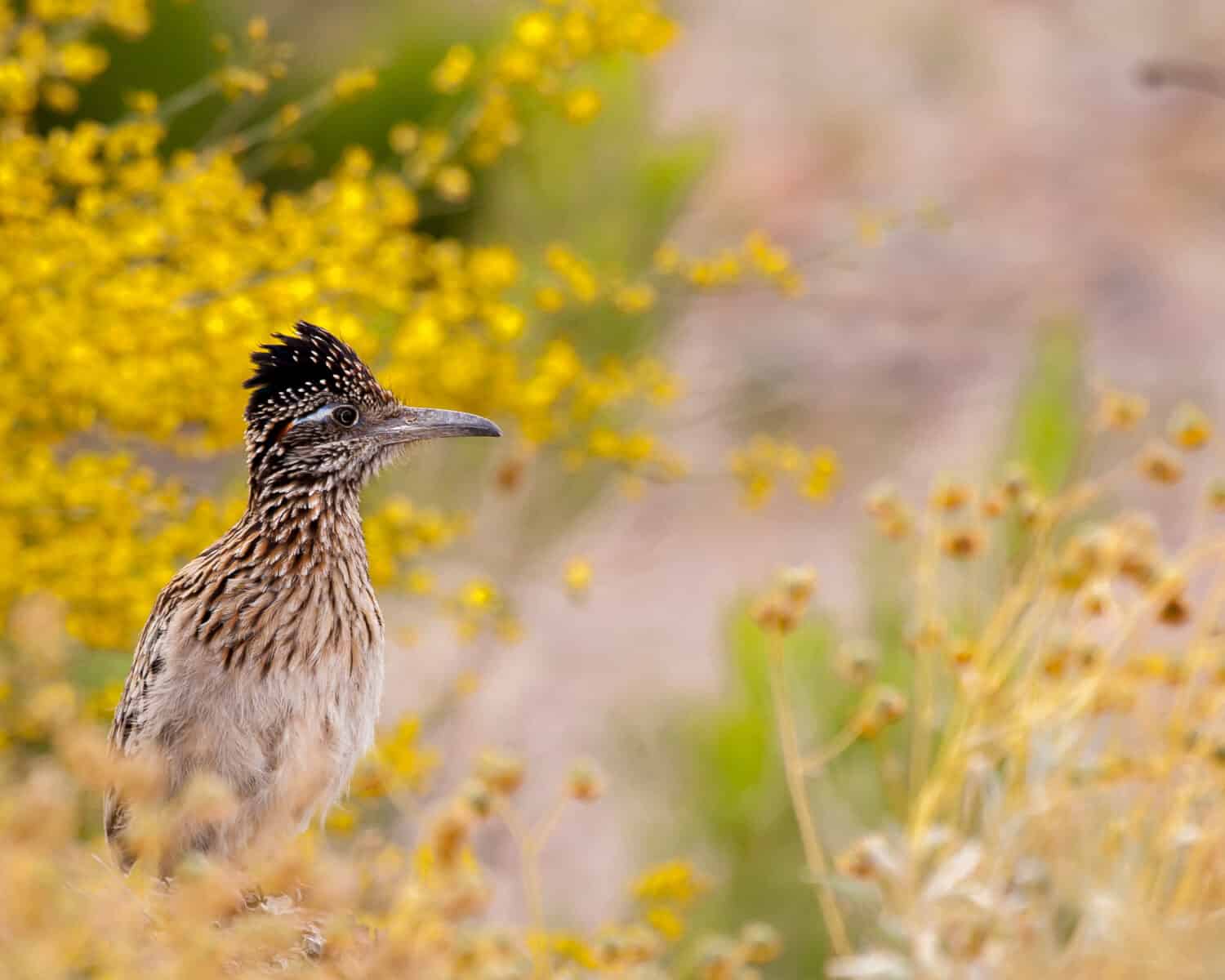 Greater roadrunner sitting amongst yellow wildflowers in Glendale, Arizona.