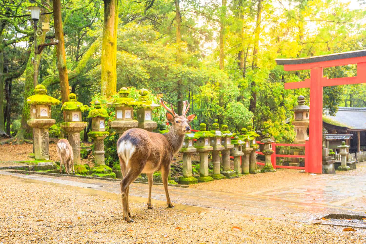 Wild deer in Nara Park in Japan. Deer are symbol of Nara's greatest tourist attraction. On background, red Torii gate of Kasuga Taisha Shine one of the most popular temples in Nara City.