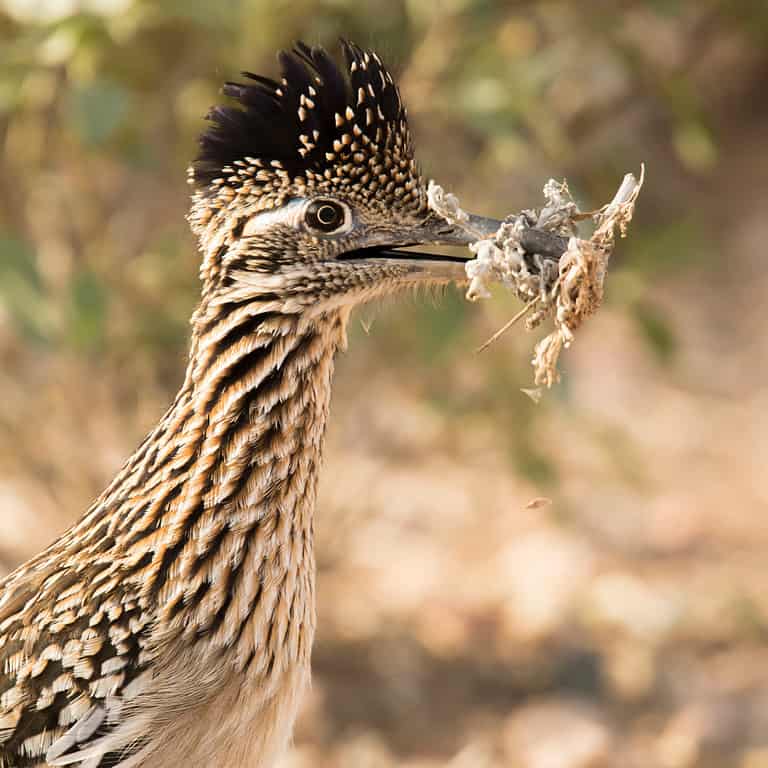How Fast Do Roadrunners Run? Can They Also Fly? AZ Animals