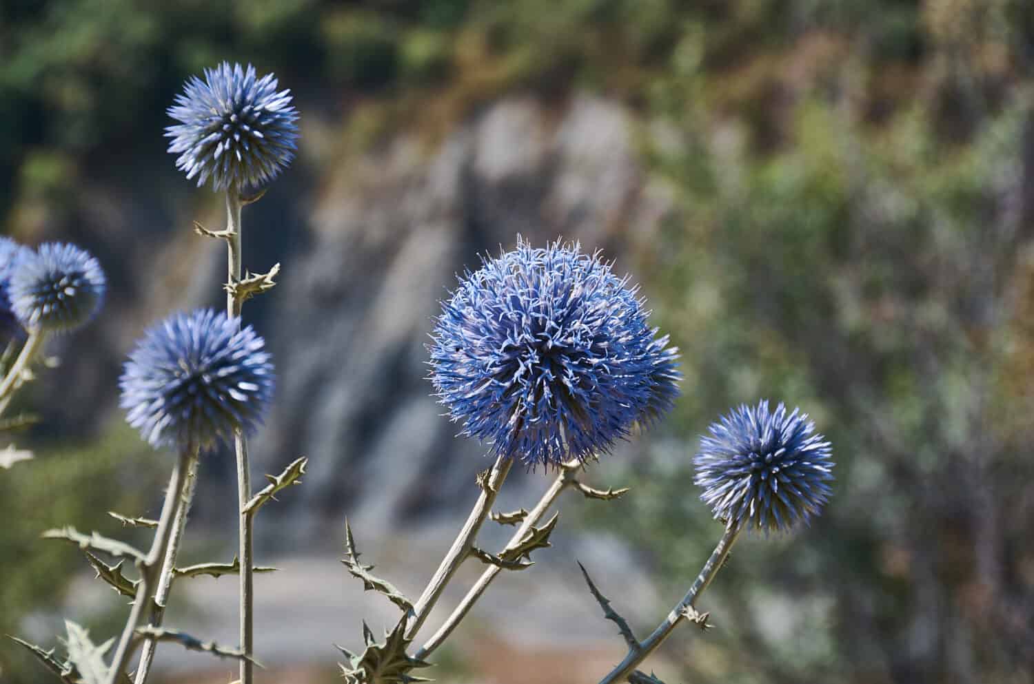 Echinops chantavicus east to central Asia