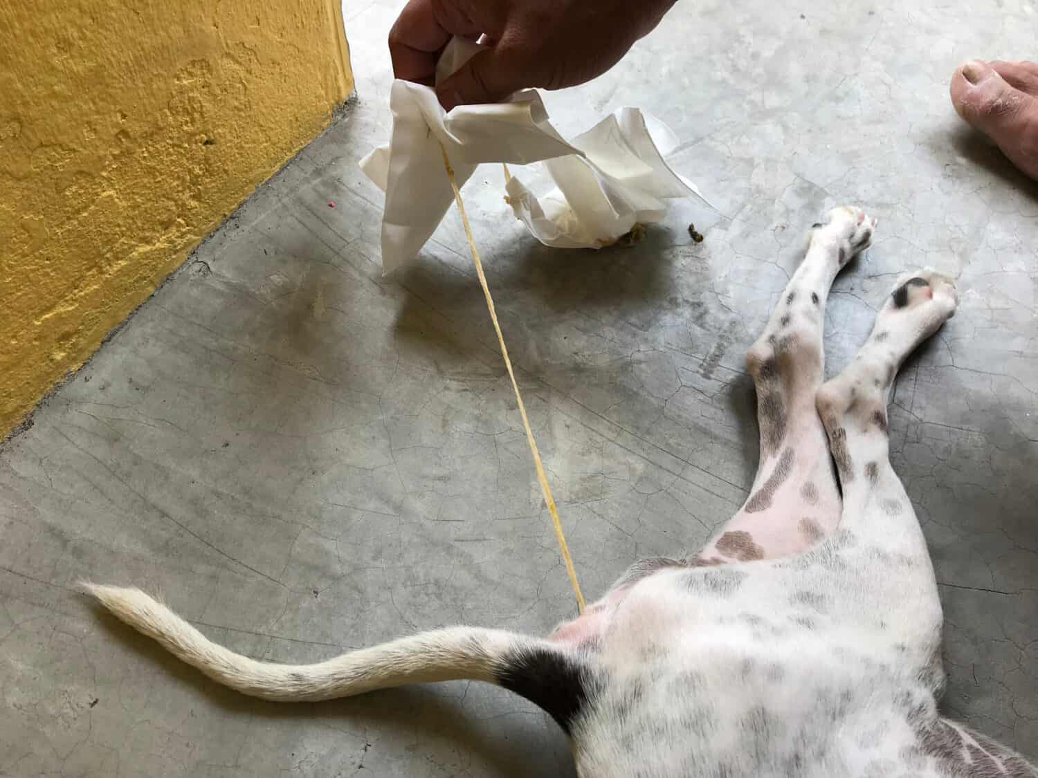 A resilient canine confronting the challenges of internal parasites, highlighting the significance of proactive parasite prevention and treatment .