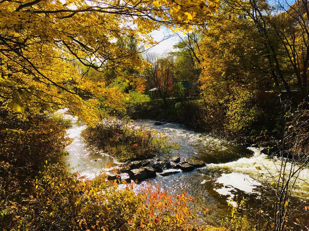 View going upstream a river in Petosky, Michigan. With different colors of leaves with fall painted across the trees alongside the bank.