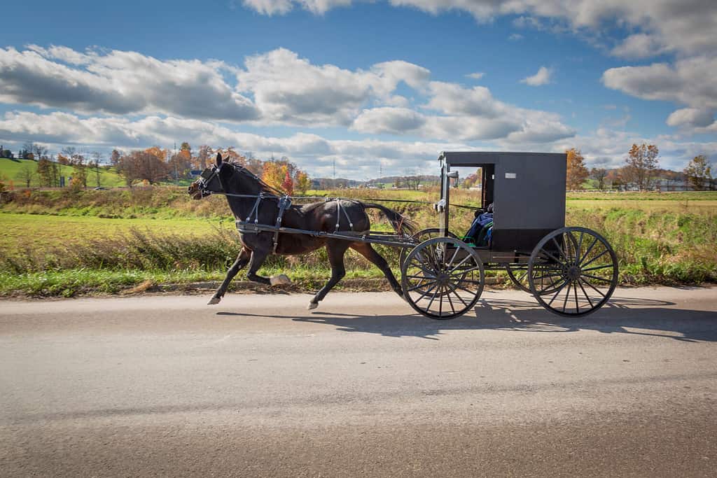 Amish Buggy in Holmes county Ohio. All four hoves of the horse off the ground as the ladies head home from shopping.