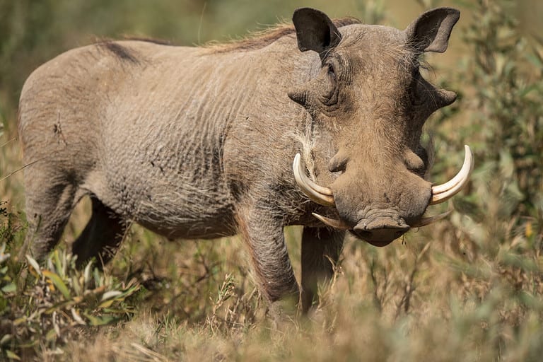 The warthog portrait