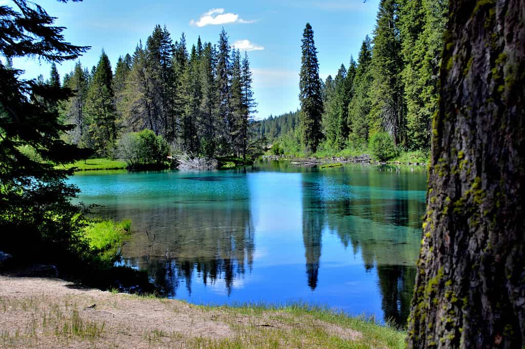 The Wood river head waters comes up in Jackson Kimball State Park, Oregon and flows down to Agency Lake. It is well known for trout fishing and kayaking.