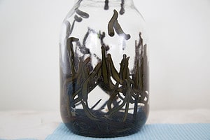 4 Most Leech Infested Lakes in Canada Picture