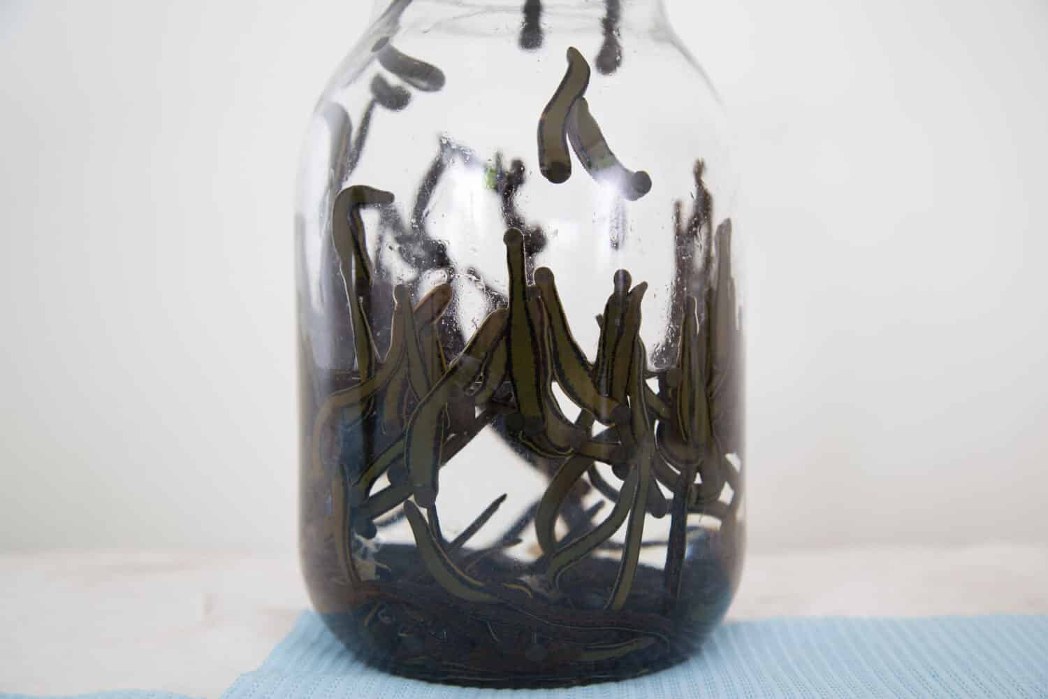 Medical leeches in a glass jar. Hirudotherapy, Hirudo medicinalis.