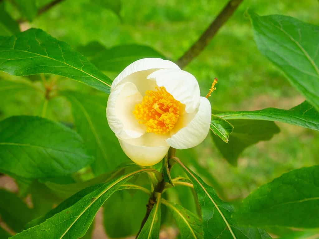Franklin tree (Franklinia alatamaha) is a deciduous flowering tree native to the Altamaha River valley in Georgia in the southeastern United States.