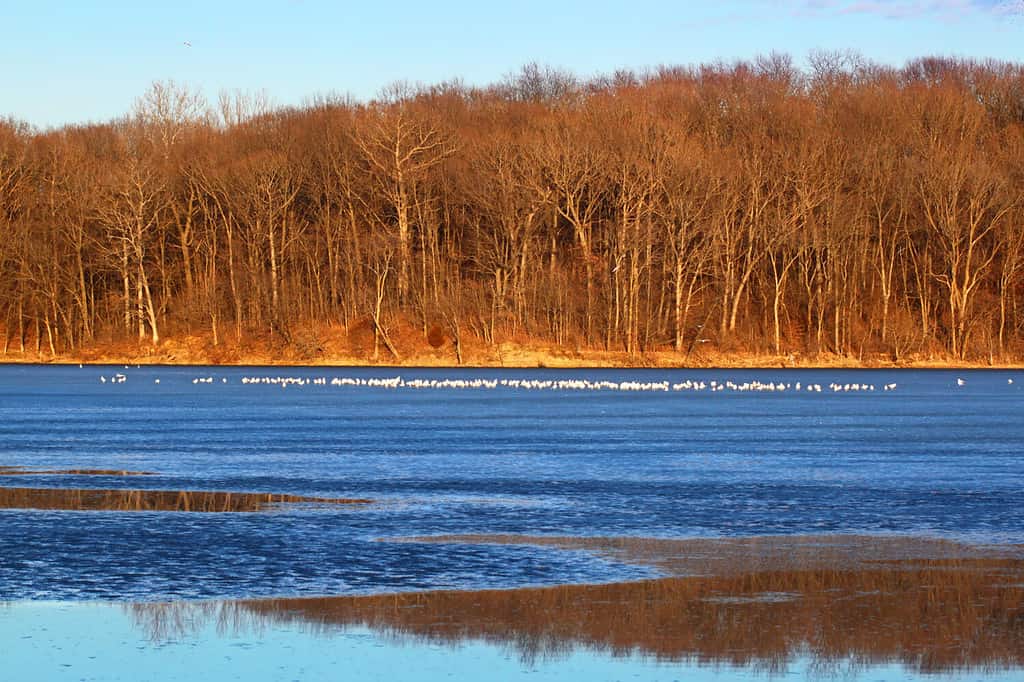 Sunlit shoreline at Clinton Lake State Recreation Area in central Illinois