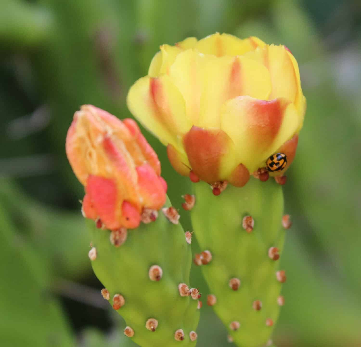 A photograph of a Common Spotted Ladybird (Harmonia conformis) on a blossoming Common Prickly Pear Cactus (Opuntia robusta) in Brisbane, Australia.