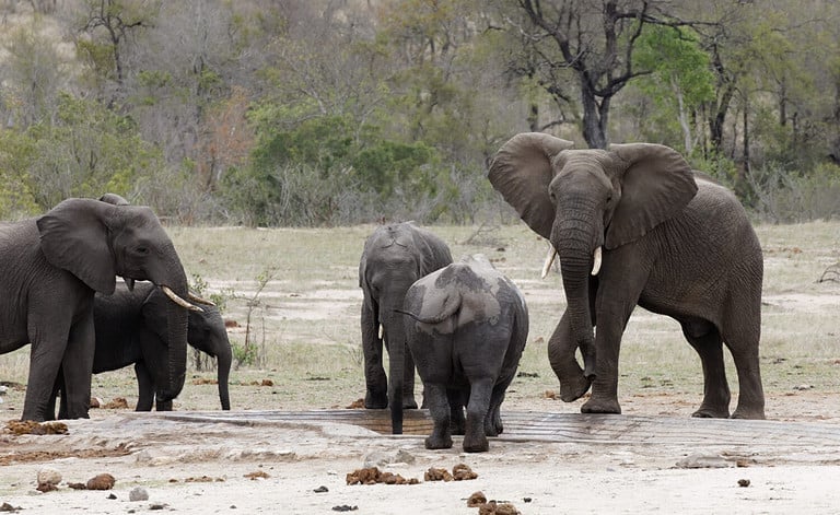 Angry African elephant with raised ears towards white Rhino, Kruger National Park South Africa