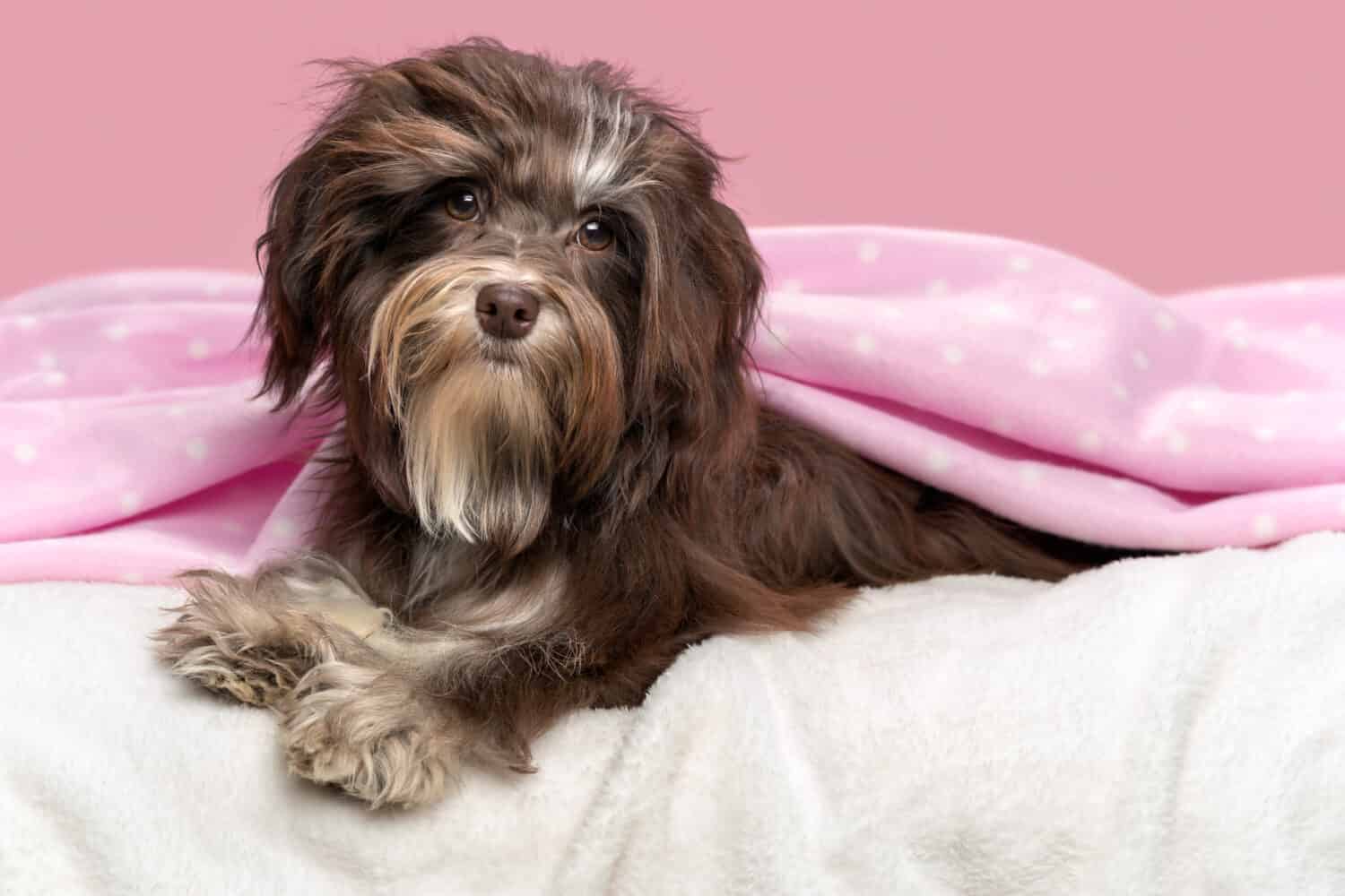 Cute lying chocolate Havanese dog in a bed under a pink blanket, before a mauve background