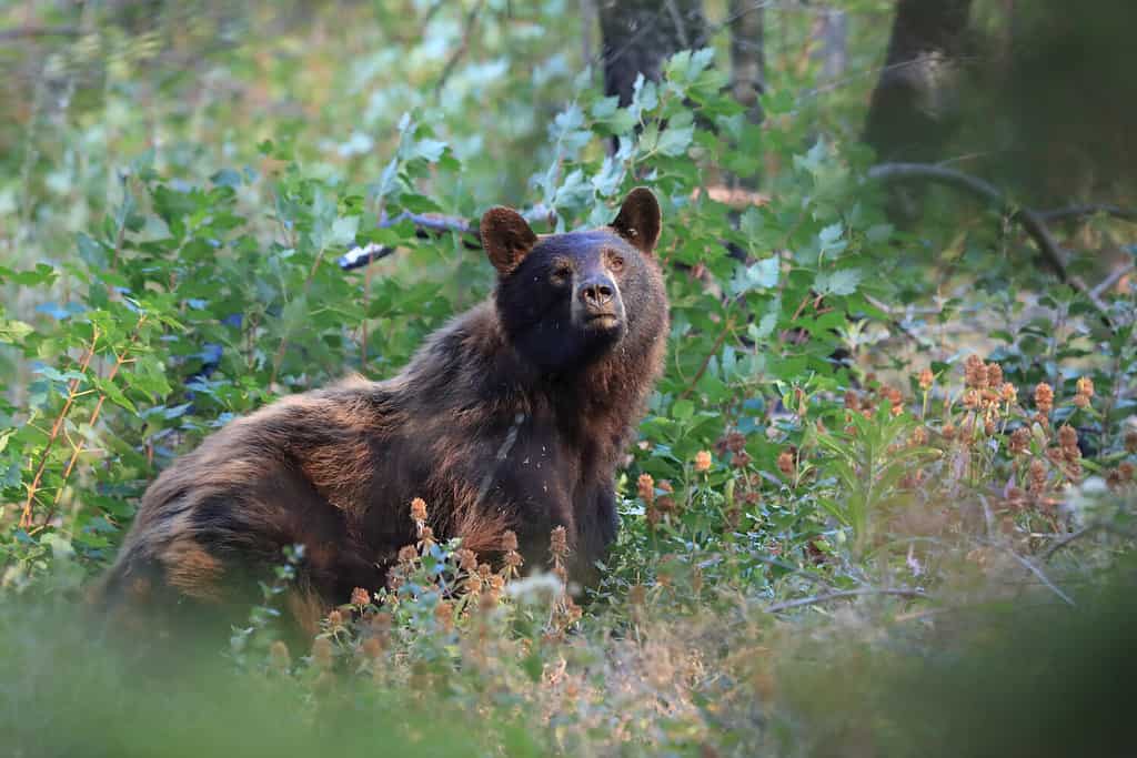 American black bear (Ursus americanus), Glacier National Park, Montana