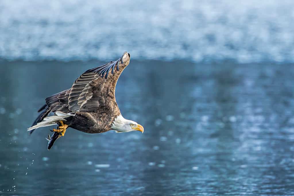 An american bald eagle flies off with a fish on Coeur d'Alene Lake in Idaho.