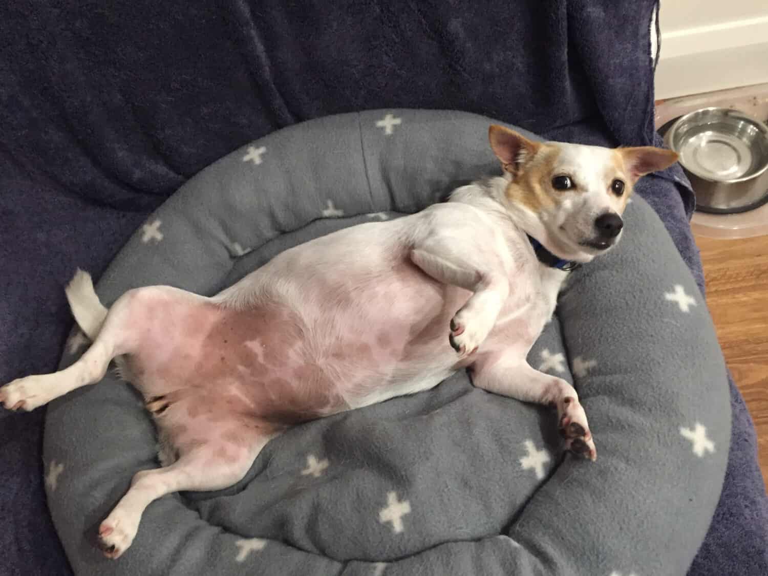 Female jack Russell dog lying on its back wishing for a tummy rub