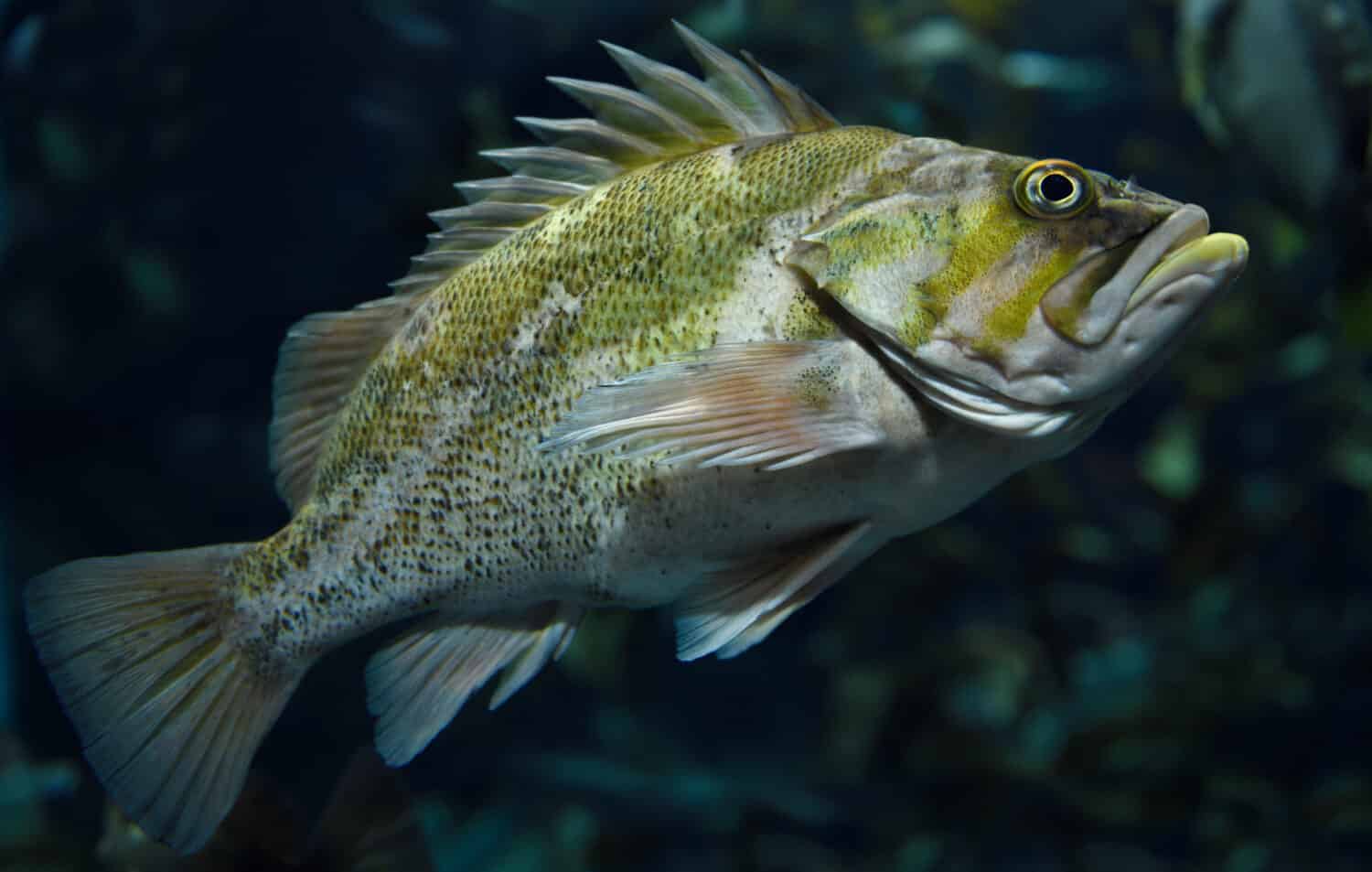 Spiny Copper Rockfish seaperch fish with yellow mottling in kelp forest of the North American Pacific ocean coast