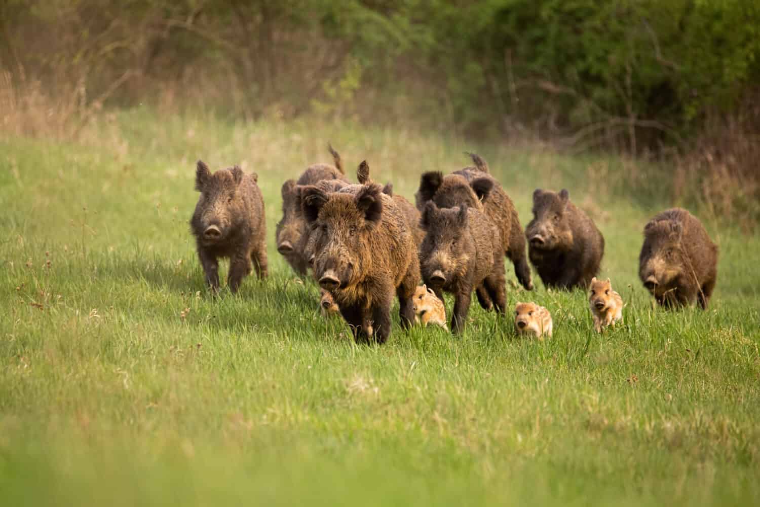 Group of wild boars, sus scrofa, running in spring nature. Action wildlife scenery of a family with small piglets moving fast forward to escape from danger.