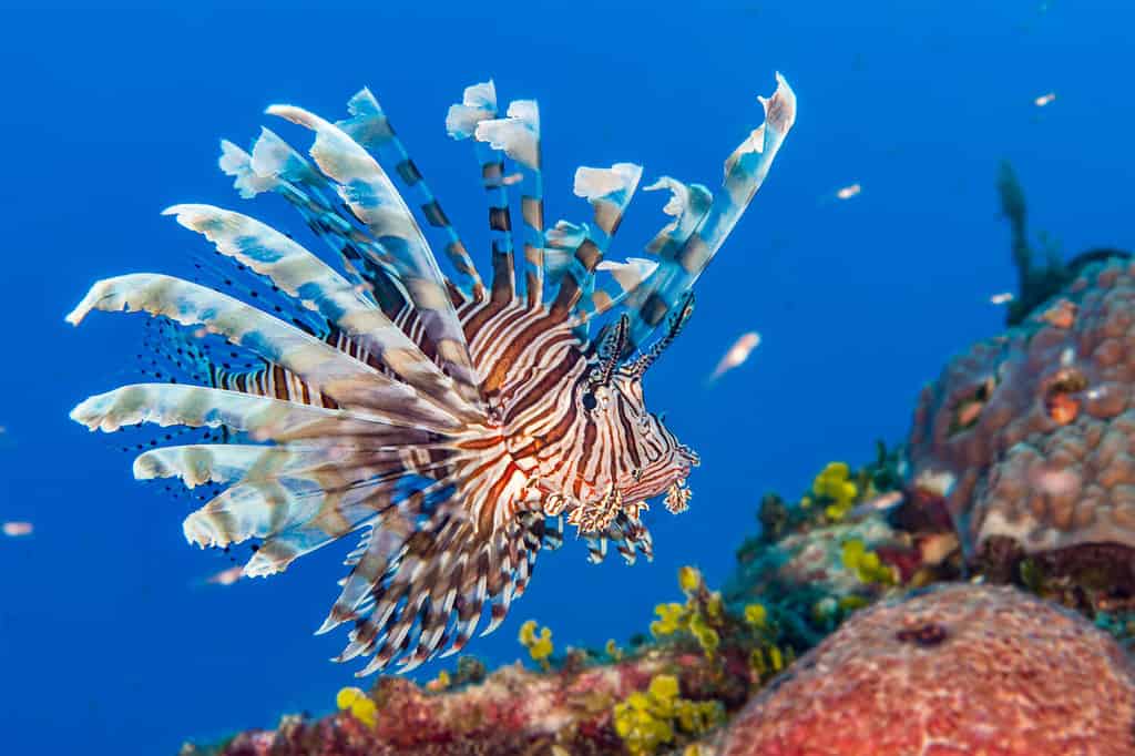 Common Lionfish {Pterois volitans} is an invasive species in the Caribbean. Bahamas, December