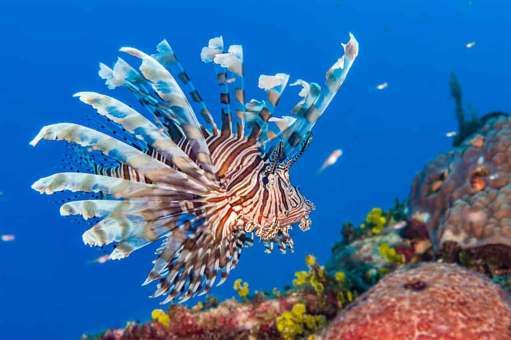 3. Lionfish